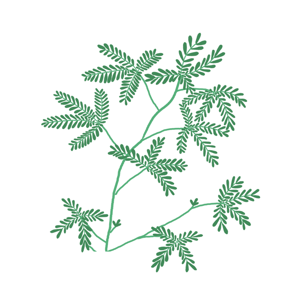 Mimosa Pudica Capsules Prêt à Pousser Potager d'intérieur