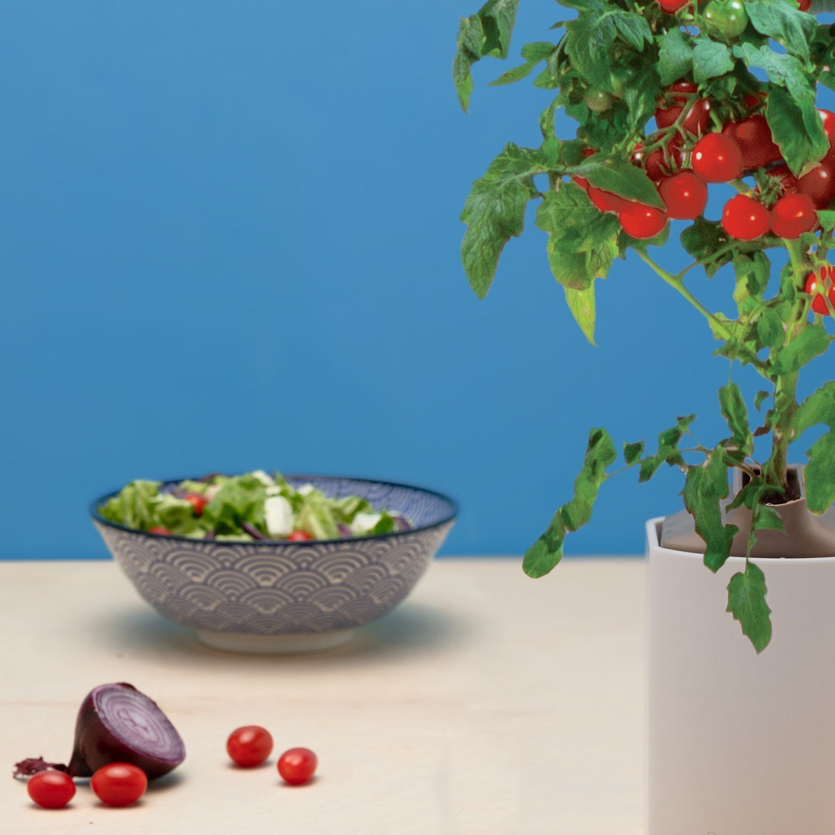Mini-Tomates Rouges Capsules Prêt à Pousser Potager d&#39;intérieur