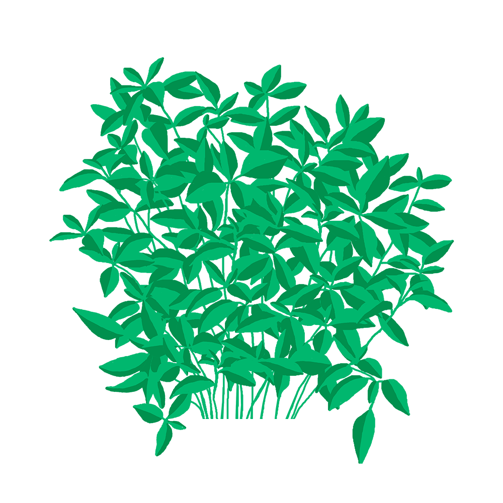 Basilic Fin Vert Capsules Prêt à Pousser Potager d'intérieur